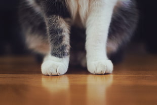 selective focus photograph of cat's paws