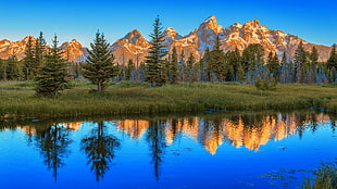 panoramic photo of mountains and trees, grand teton np HD wallpaper