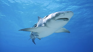 great white shark, nature, shark