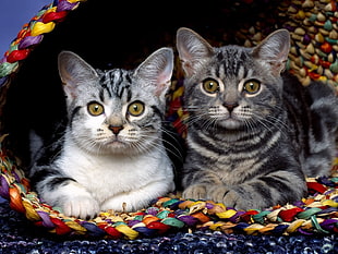 two silver tabby cats HD wallpaper