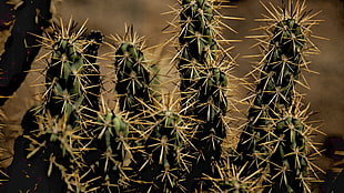 cactus plant, Cactus, Thorns, Houseplant HD wallpaper