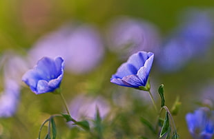 selective focus photo of two blue petaled flowers