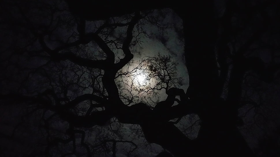 black bare tree, trees HD wallpaper