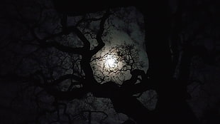 black bare tree, trees