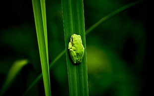 green frog on grass