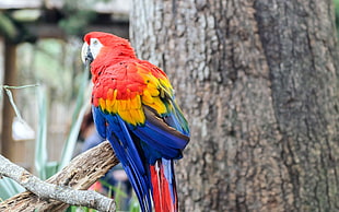 red yellow and blue macaw