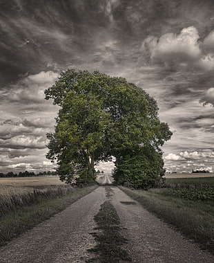arc of tree with pathway under cloudy sky