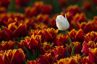 selective focus photography of white Tulip flower