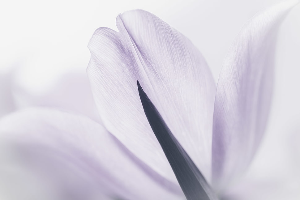 close-up photo of flower petal HD wallpaper