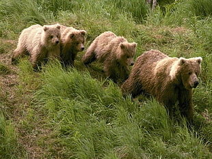 four brown bears, animals, bears, baby animals
