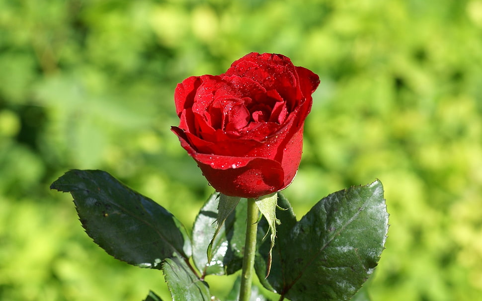 red rose HD wallpaper