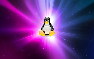 penguin illustration HD wallpaper