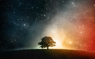 tree under starry night, stars, trees, space, nature