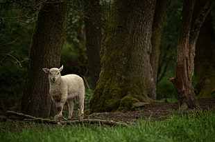 two gray and white pigeons, photography, nature, trees, sheep