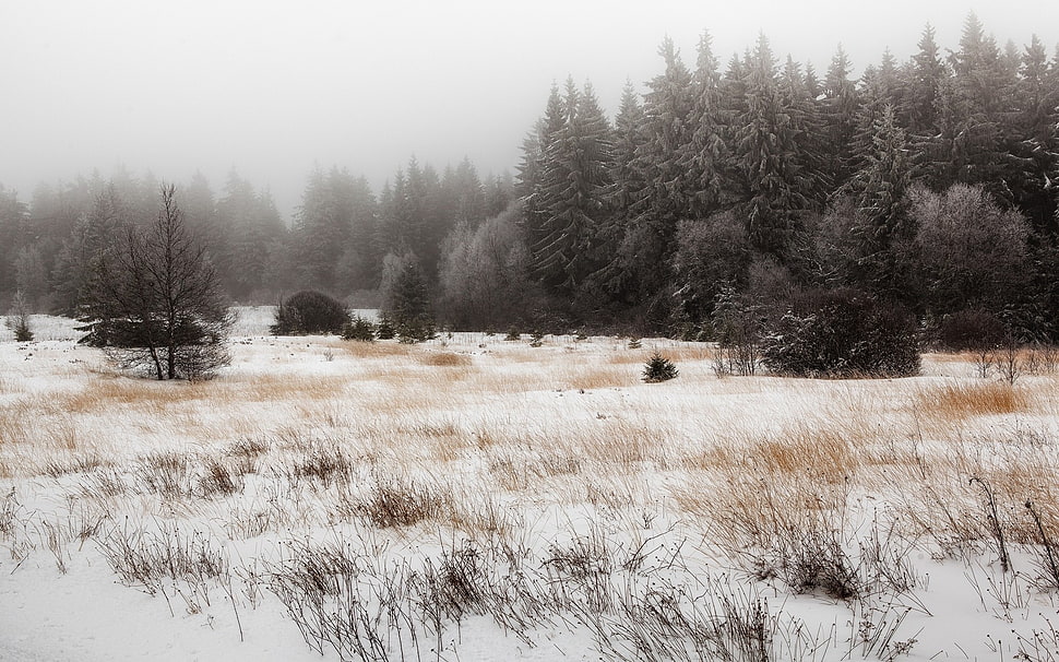 gray trees HD wallpaper