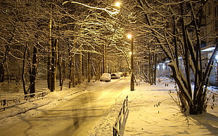 photo of trees beside street during winter