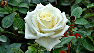 white rose, nature, green, rose, macro