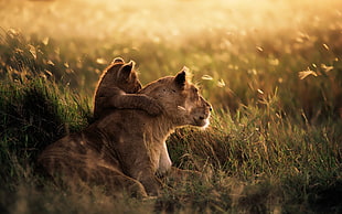 beige lioness, lion, baby animals HD wallpaper