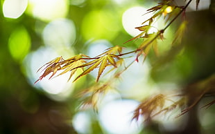 Hemp,  Branches,  Light,  Leaves