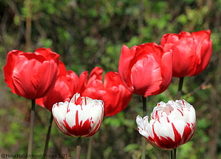 tilt lens photo of red and white tulips flower, roses