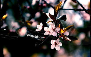 Spring Bloom screenshot HD wallpaper