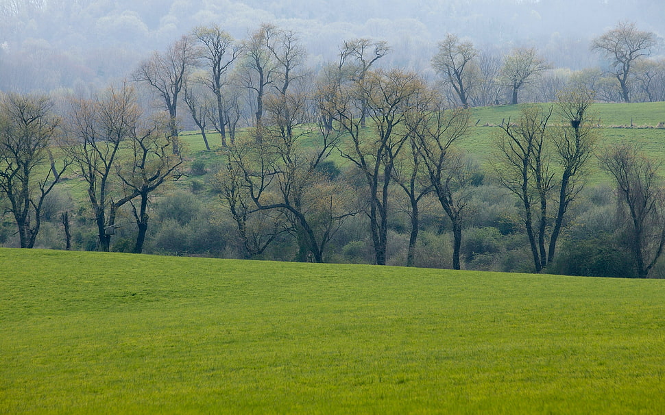 green trees on green field during day time HD wallpaper