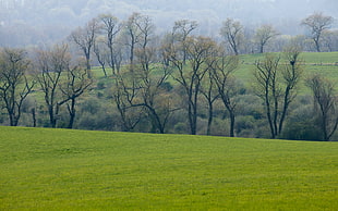 green trees on green field during day time