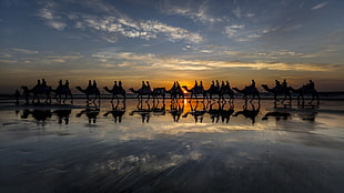 silhouette of trees near body of water painting, camels