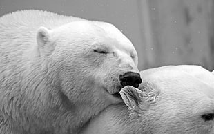 polar bear, polar bears, animals, nature HD wallpaper