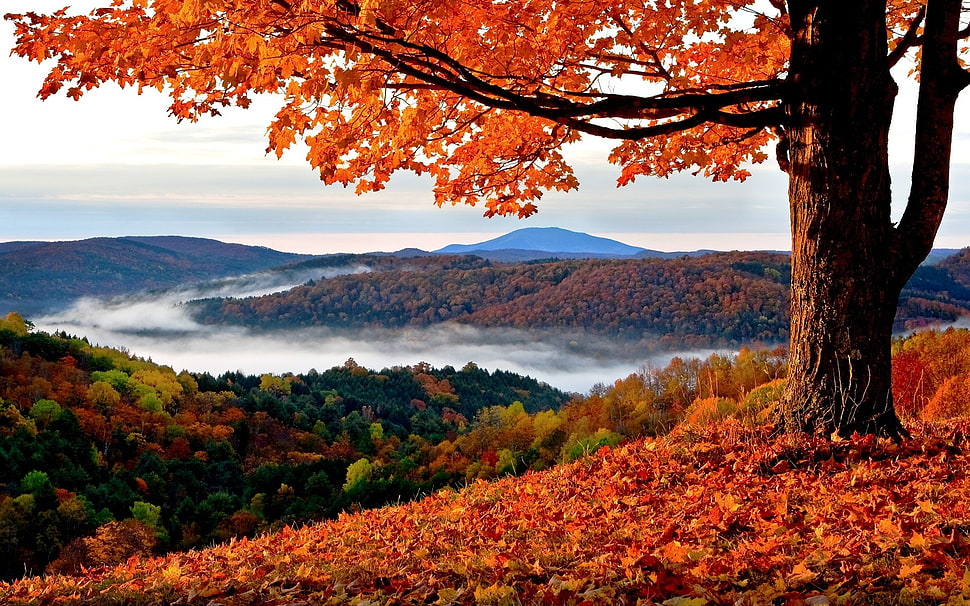 orange leafed maple tree, fall, landscape, trees, hills HD wallpaper
