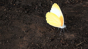 yellow and white plastic toy, butterfly, nature, photography, wings
