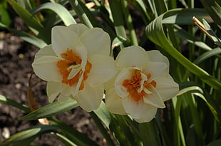 closeup of two white petaled flowers