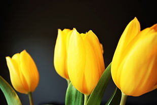 closeup photography of half bloomed yellow tulip flowers