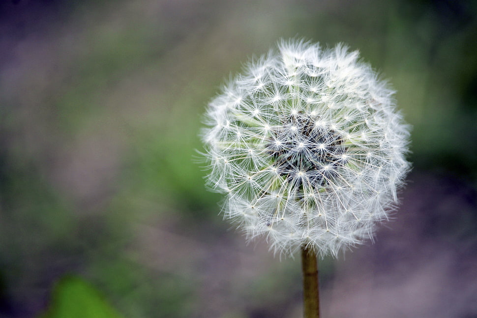 white taraxacum, Dandelion, Flower, Down HD wallpaper