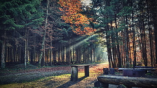 brown wood bench between green leaf trees