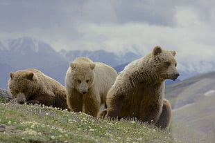 selective photo of three brown grizzlies on mountain during foggy time, grizzly bear, ursus arctos