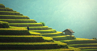closeup photo of rice field and house