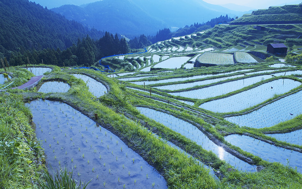 rice terraces at daytime, landscape, water HD wallpaper