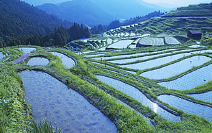 rice terraces at daytime, landscape, water