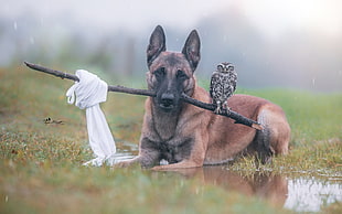 adult German shepherd, nature, rain, animals, dog