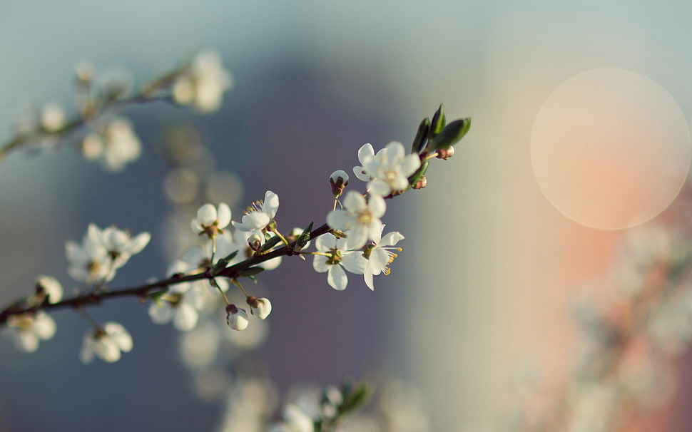 white flowers, macro, flowers, white flowers HD wallpaper