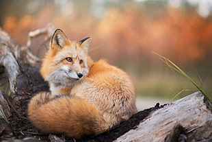 red fox, fox, animals, nature, wildlife
