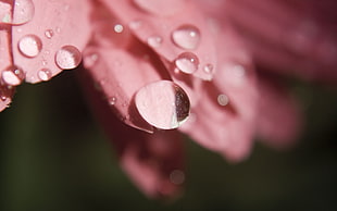 shallow focus photography of pink Daisy with water droplets