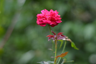 tilt lens photography of pink Rose flower