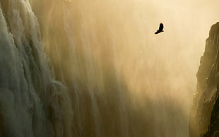 silhouette of eagle flying digital wallpaper, waterfall, eagle, landscape, mist