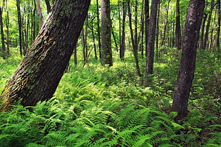 black forest trees on green grasses during daytime