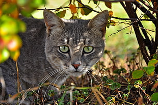 depth of field photography of brown tabby cat