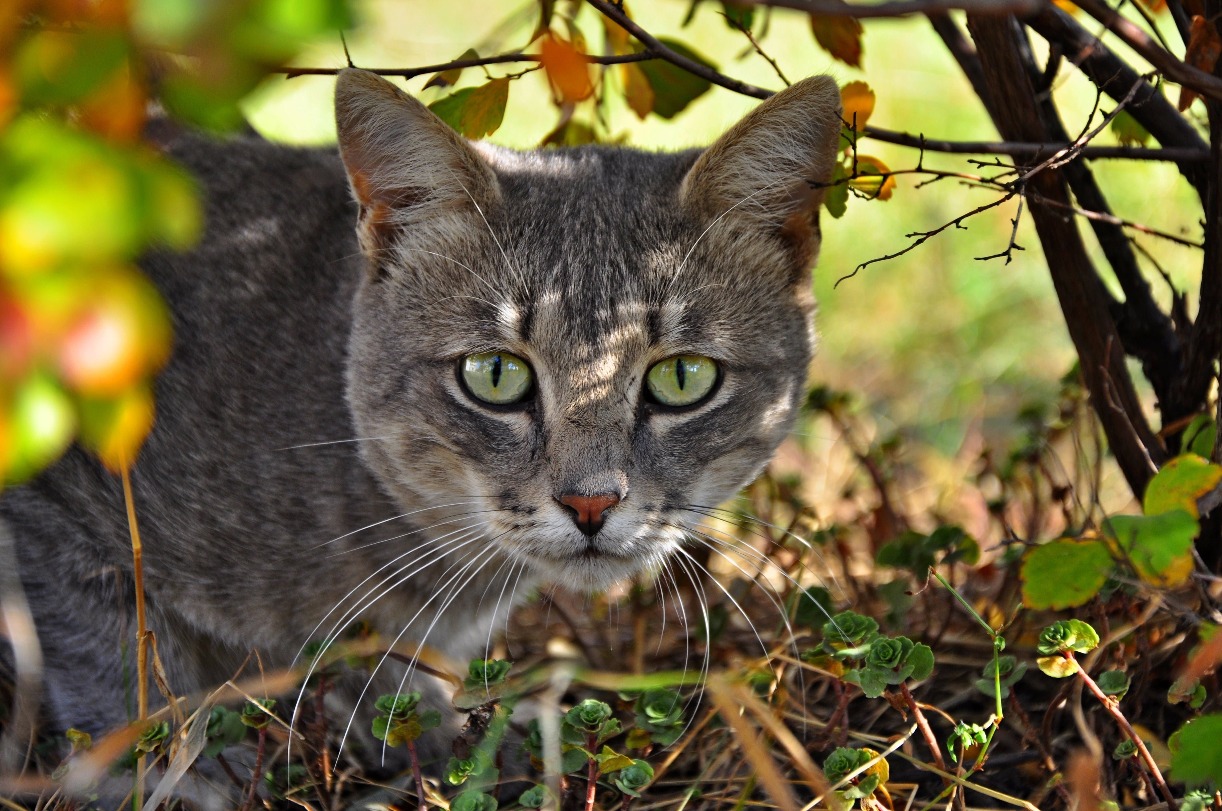 Кошачий. Морда кошки. Кошачья мордочка. Серая кошка с янтарными глазами. Серая кошка в лесу.