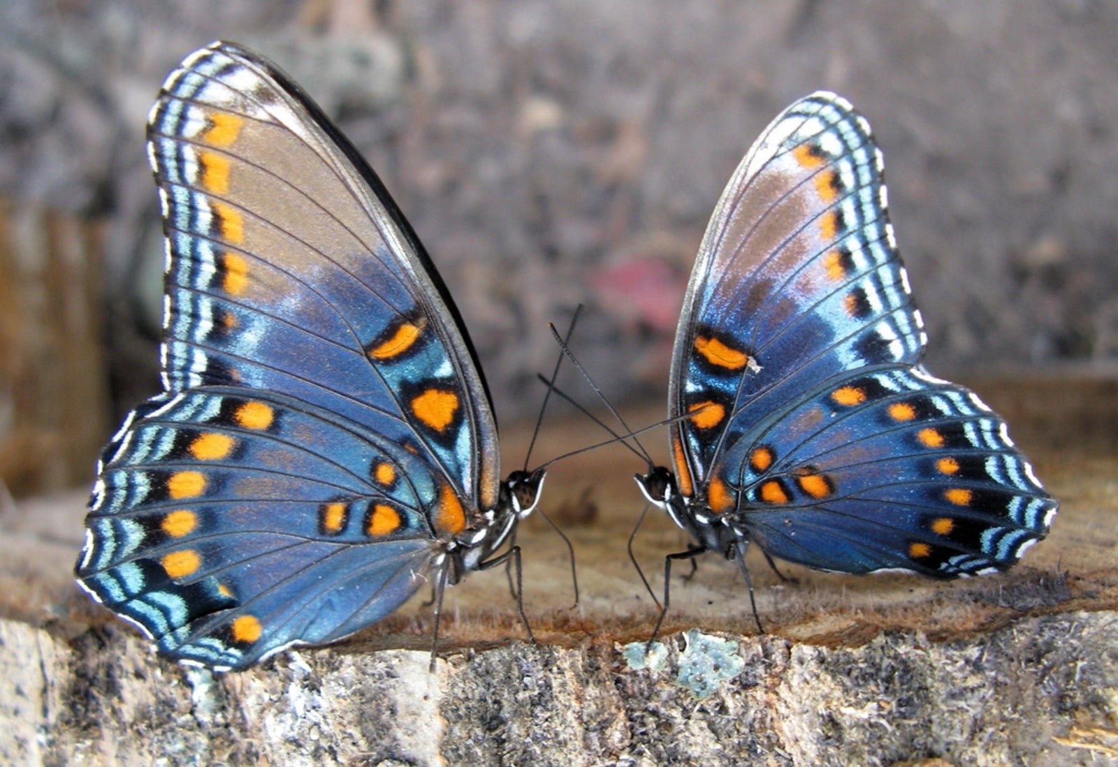 closeup photo of two butterflies on stone
