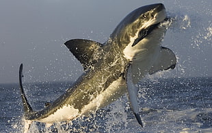 shark with fish on her mouth, shark, splashes, Great White Shark, sea